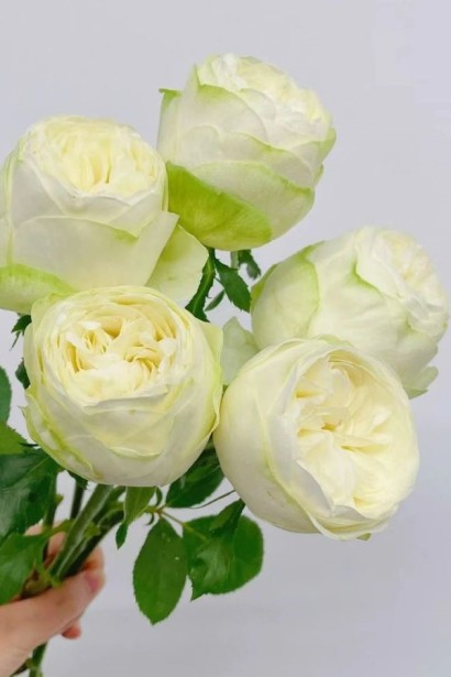 Роза белая Пур Блонд – бутоны с зеленым оттенком